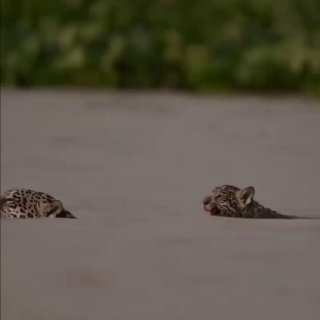 על גב אמא....