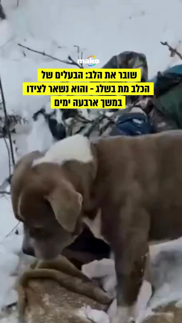 הפיטבול ג’ונו עמד במשך ארבעה ימים, כשכפות רגליו קבורות בשלג,...