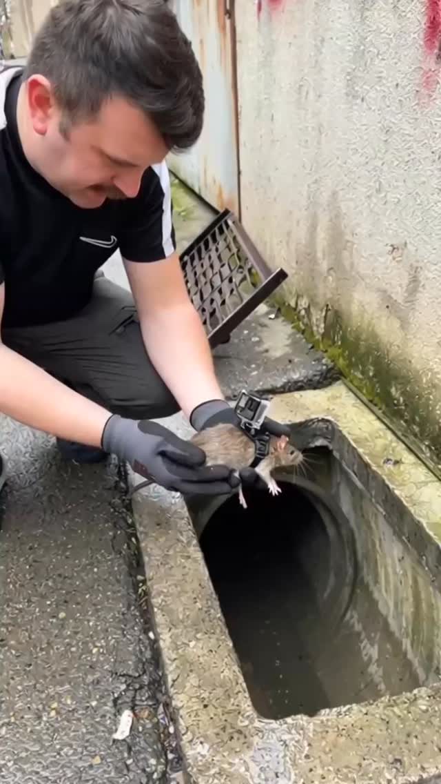 תראו את קן החולדות של הביוב הזה, אלוהים אדירים! 😳...