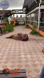 שום דבר חריג חוץ מכלב ים שקפץ לביקור בטיילת🫣...