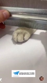 חתול וצעצוע...