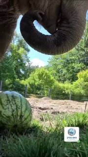 פיל משחק באוכל😏...