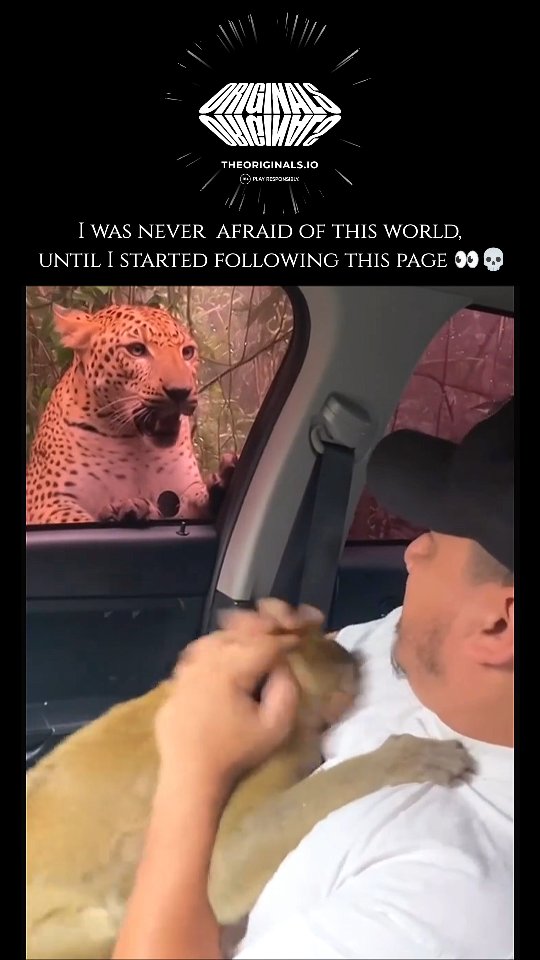 הנמר (Panthera pardus)...