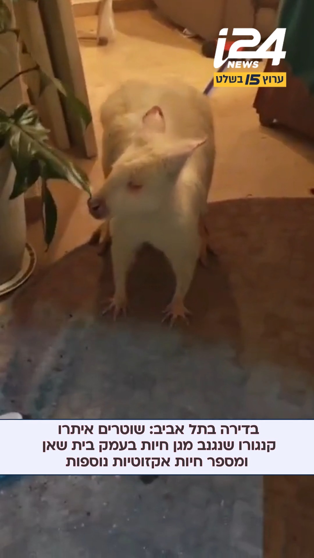 לוחמי יס"מ תל אביב איתרו בדירה בשכונת צהלה בתל אביב קנגורו...