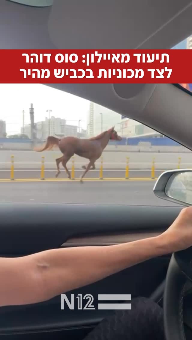 תיעוד מאיילון: סוס דוהר לצד מכוניות בכביש מהיר 🐎...
