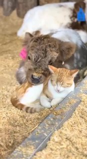 לילה טוב לכולנו חברים! 🙏🏻❤️🇮🇱...