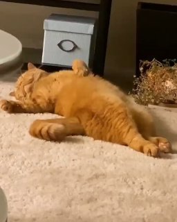 חתול על השטיח הוא השלווה של הבית שהחליטה לתפוס תנומה....