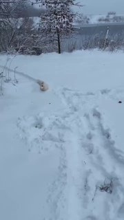 גם ברווז בשלג מנער את הנוצות – הוא מבין שהסערה היא רק זמנית....