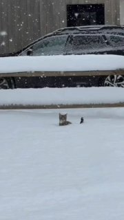 חתול בשלג לא מתלונן על הקור, הוא פשוט מוצא שמש בפינה אחרת....