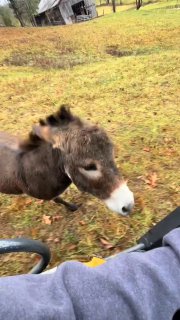 גם חמור צועד קדימה כשמראים לו את הדרך הנכונה....