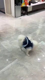 קרבווף מגע! 🐶🏆🤣...