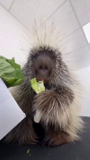 ערב טוב לכולנו חברים! 🙏🏻❤️🇮🇱...