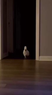 תוכי מניאק! 😅🤣🤣...