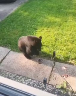 החתול קצת בהלם...