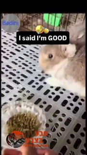 שפן שומר כשרות?...