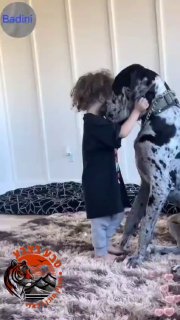 מקבץ ילדים וכלבים🤍...