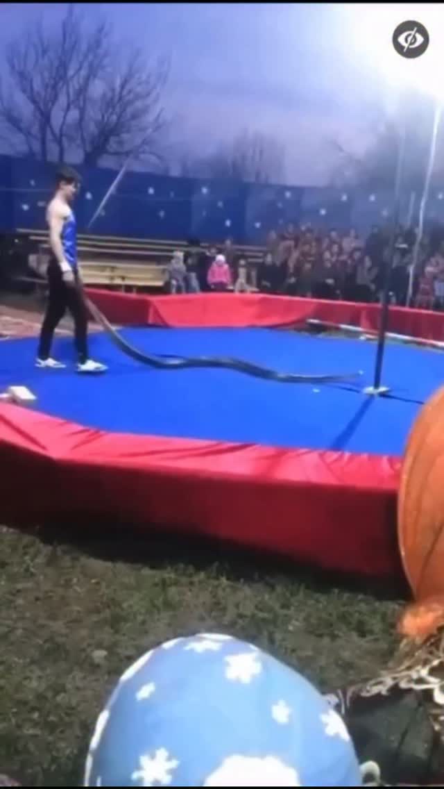 הנחש גמר לו את ההופעה...