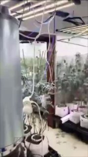 מעבדת סמים אותרה בבית בלב העיר כרמיאל ובה יותר מ-1,000 שתילים...