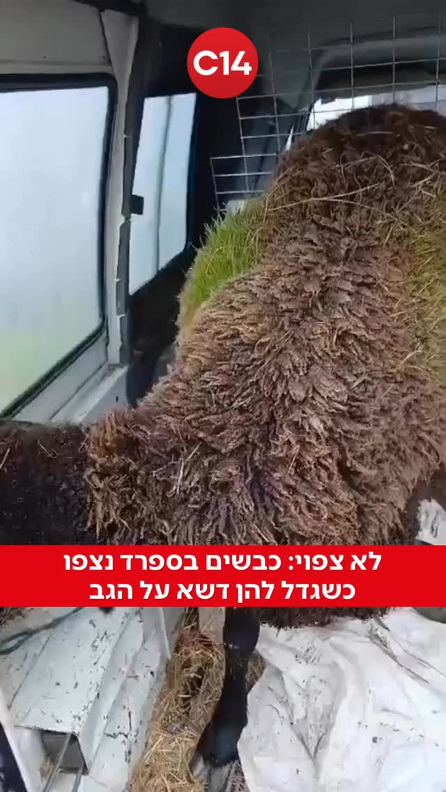 במבט ראשון, זה נראה כמו עבודת פוטושופ או תחפושת יצירתית...