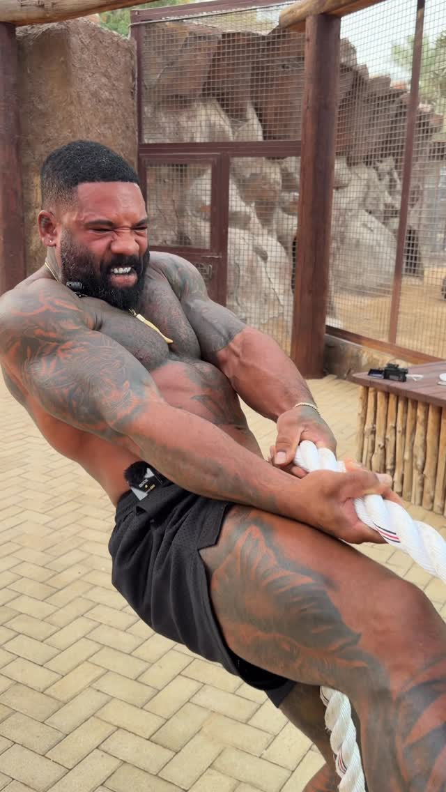 משיכת חבל עם חתול גדול. לבני אדם אין סיכוי עם כוחו של הטבע... 🦁...