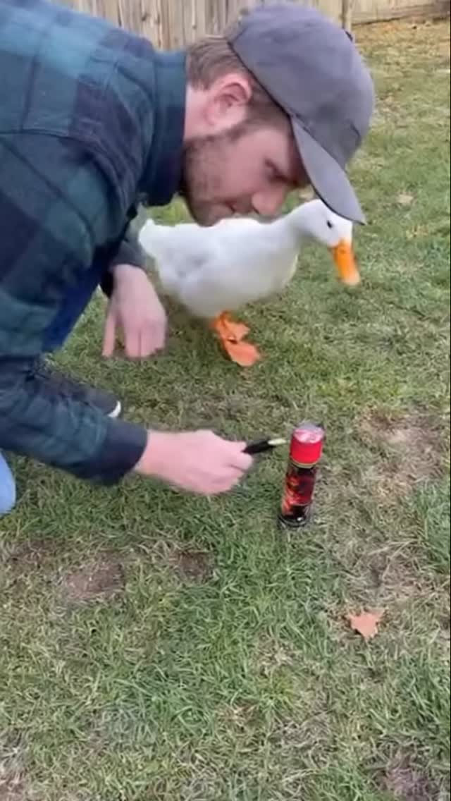 הברווז המשוגע...