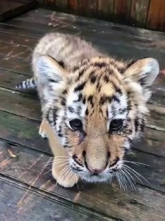 מסתבר שהגורים לא מייללים בחיבה, אלא צורחים כמו שיכורים מתחת...