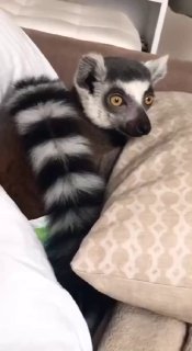 קולו של למור 😲...