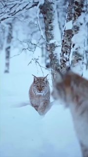 לינקס הם יפים בכל עת של השנה ❤️...