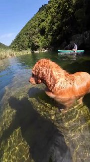 איזה דולפין יפה 😊...