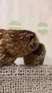 טיפול באם 😊...