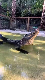 גרגורי תנינים 🐊...