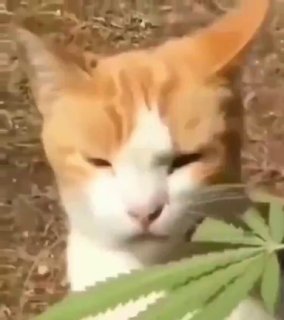 כשהוא תפס את הסאטלה...