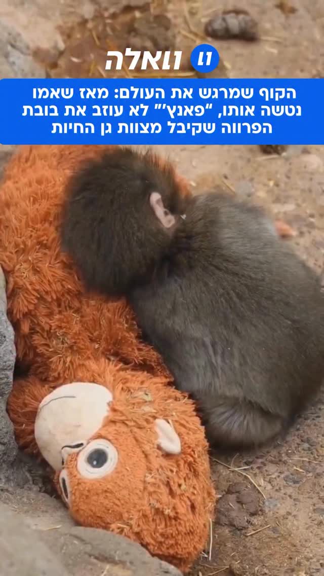 סיפור על קוף אחד מיפן הפך למוקד עניין בינלאומי בימים...