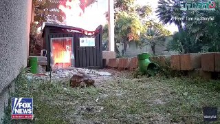המוקד: תועד במצלמת אבטחה: הצב ניצל משריפה. לאחר שמנורת חימום...