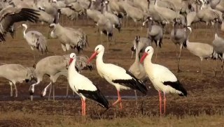 צפו: 140 חסידות ראשונות עשו עצירה באגמון החולה, כחלק ממסע...