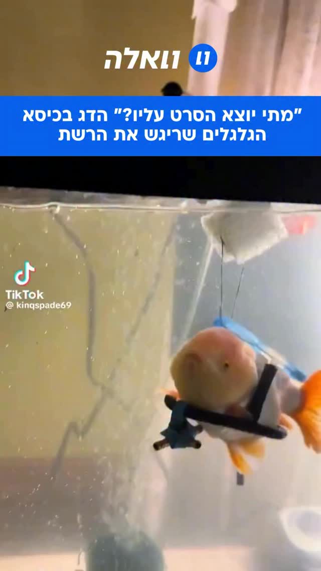 כמה רחוק תלכו עבור דג זהב? הכירו את מר סו. דג הזהב מר סו נמצא...