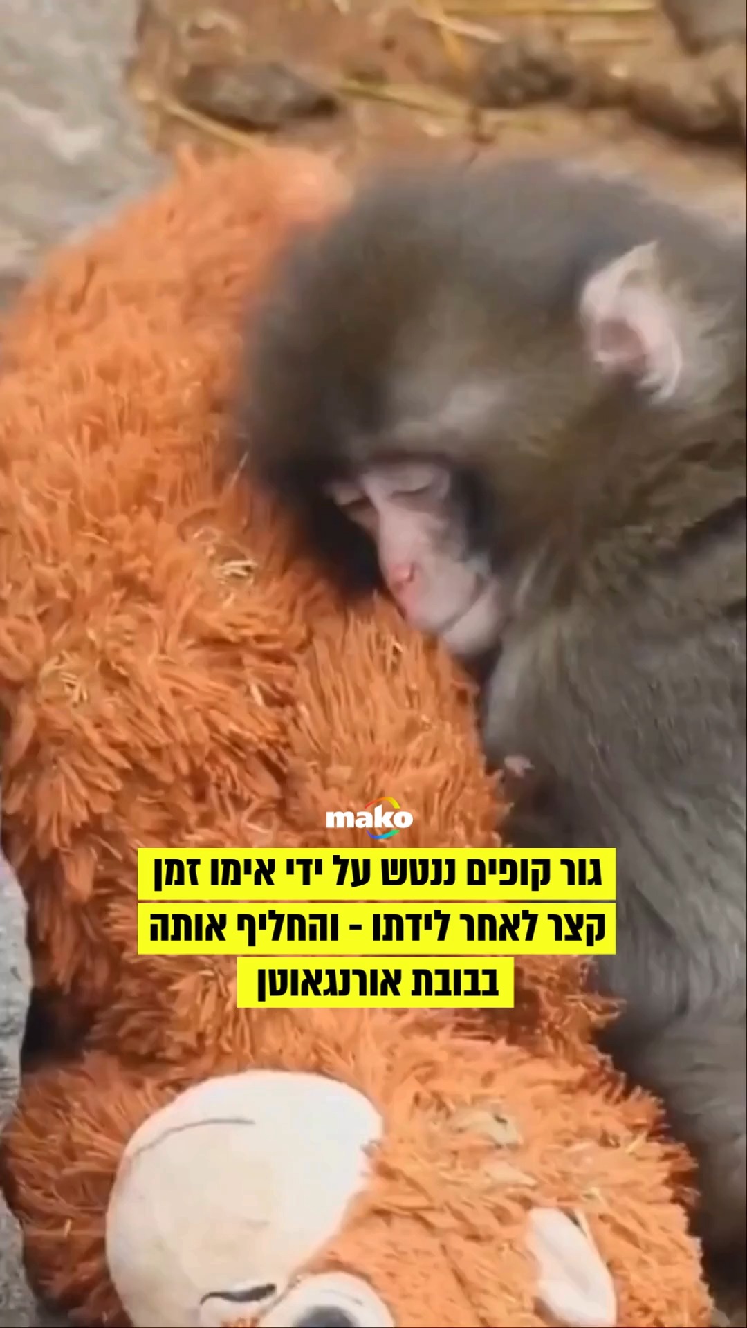 הקוף הקטן חי בגן החיות איצ'יקאווה הסמוך לטוקיו. מאז שקיבל את...