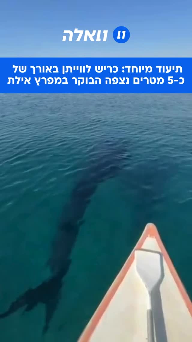 כריש לווייתן באורך של כ־5 מטרים נצפה הבוקר במפרץ אילת, הכריש...