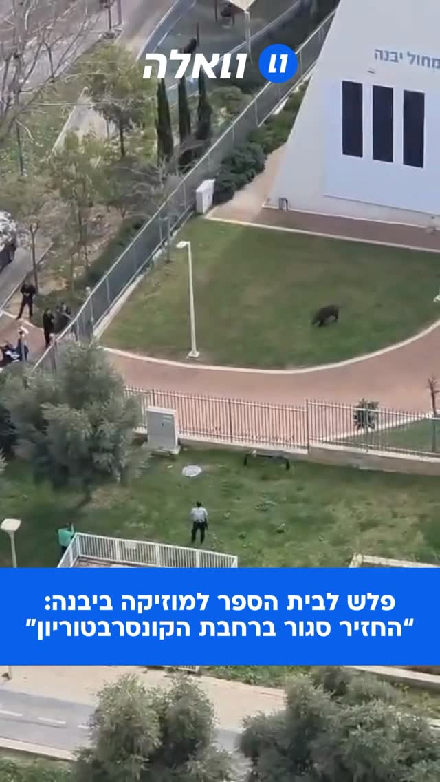 ⁨ חזיר בר אותר לפני זמן קצר בקונסרבטוריון ביבנה. מטעם המקום,...