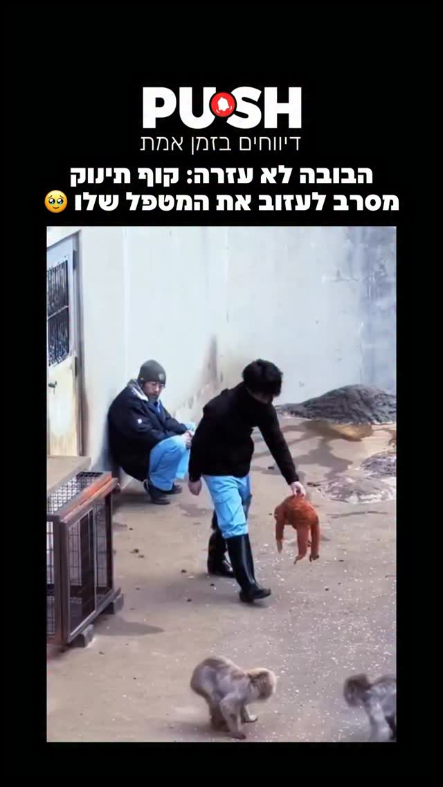 הבובה לא עזרה: קוף תינוק מסרב לעזוב את המטפל שלו 🥹...