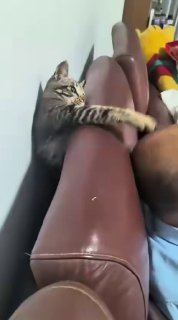 חתול מציק...