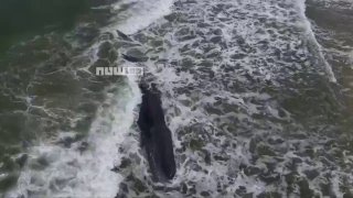 יום חריג בחופי ישראל: גופת לוויתן נמשתה מהחוף בזיקים...