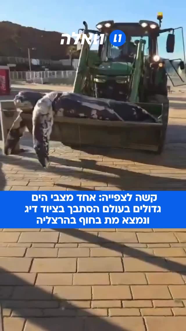 ⁨ צב ים ענק נסחף הבוקר לחופי הרצליה, ממין צב הים הגלדי. זהו מין...