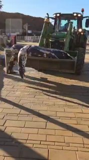 צב ענק נמצא מת בחוף בהרצליה...