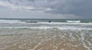 לוויתן ראשתן נפלט הבוקר לחוף הים בזיקים | תיעוד...