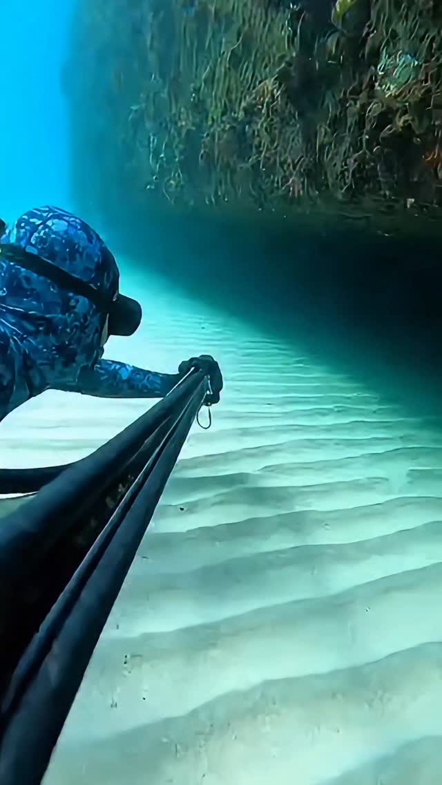 דגי גוליית מארב לצולל! 😱🐟...