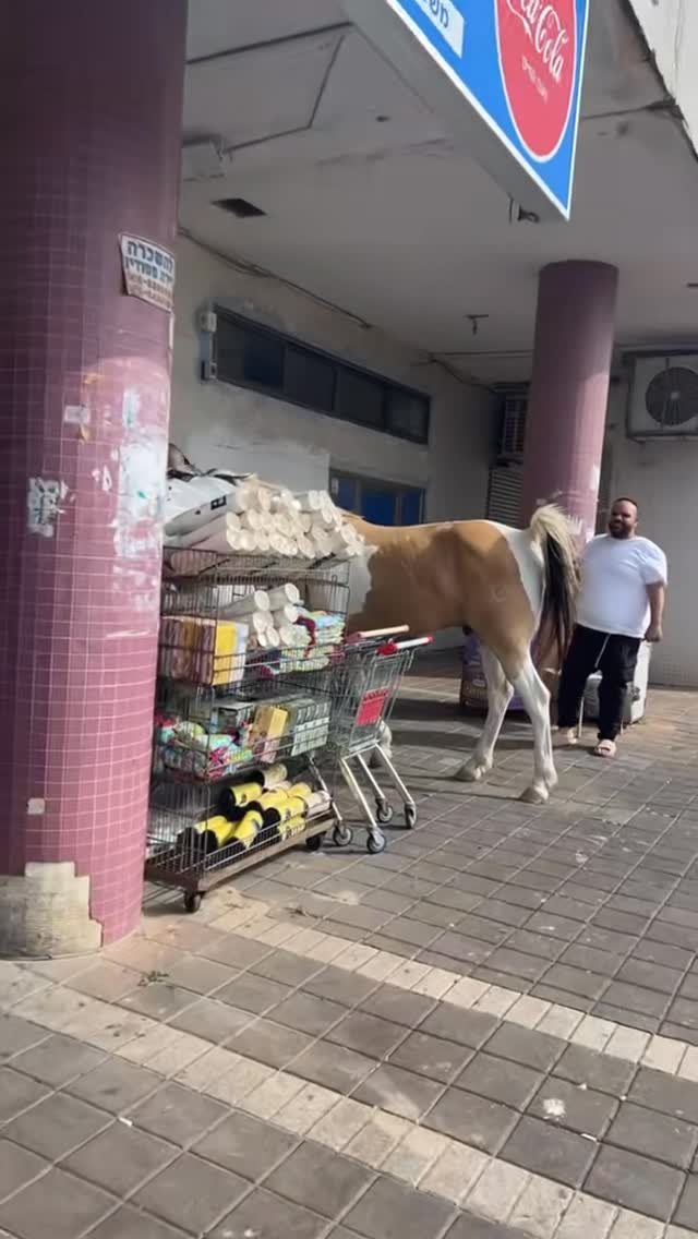הכניס סוס למכולת, דפק לו חרא בכל העסק...