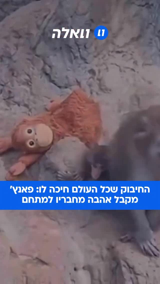 פאנץ’ קיבל סוף טוב: אחרי שכל העולם עקב בדריכות במסע שלו,...