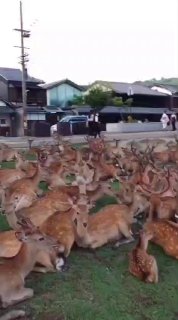 עיר האיילים ביפן...