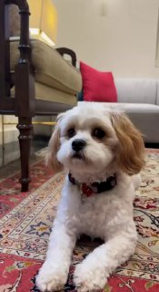 הכלבים של שגריר ארה״ב בישראל האקבי כבר מחופשים לפורים...